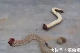 国外男子将蛇分成几段后，结果有点意外图片