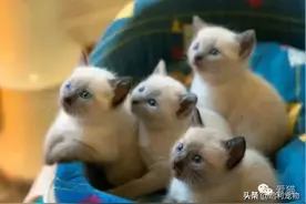 为什么暹罗猫会越长越黑？图片