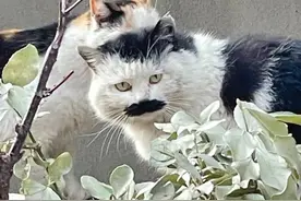 大熊猫仗着自己是国宝，又来惹事了哈哈哈哈哈图片