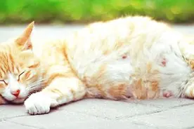 猫妈妈生宝宝不容易，如何照顾好孕期的母猫图片