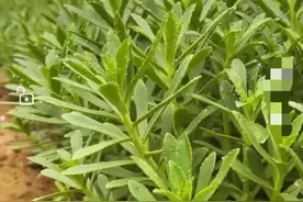 补钙蔬菜-养心菜图片