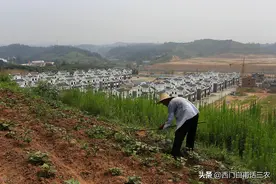 村民把10亩承包地全部“卖”给别人，土地确权或者征收时如何处理图片