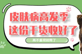 养狗怕什么，怕的就是最磨人的皮肤病图片