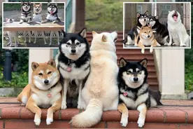 香港四只狗狗拍合影，小柴犬总是搞怪很可爱，登上英国报纸图片