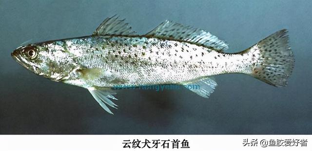 北海花胶雅货 2026年天津格林国际幼儿园学费