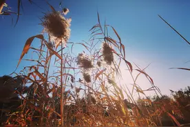 「为你读诗」诗是人类向未来寄发的信息图片