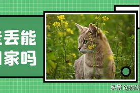 走丢的猫，会自己找到家吗？图片