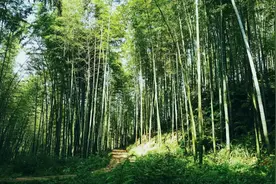 在中国北方，享受一场大自然恩赐的“竹林浴”吧图片
