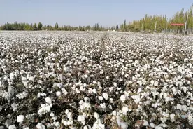 新疆的棉花为什么那么好？图片