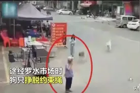 广东佛山老人被狗绳绊倒身亡，官方已通报详情图片