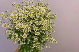 充满正能量的洋甘菊，泡茶赏花两不误图片