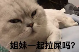 猫咪斗图表情包合集|有没有想我鸭图片