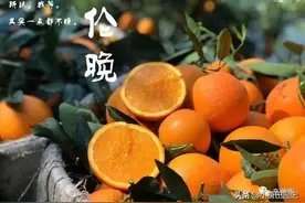 伦晚、血橙、金煌芒、贵妃芒等，近期最火的几种水果大盘点图片
