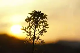 32岁复旦女博士临终感言:人一生最该看透两件事！图片