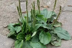 《本草精荟》:利水通淋:车前子(车前草)的功效与应用图片