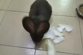 看看我家兔子一些超级臭屁的表情图片