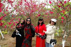 广安：阳春三月花正红　桃花灼灼醉春风图片