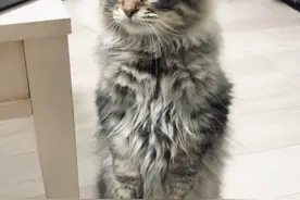 猫咪看着主人把肉一块块吃掉，竟露表情包，惹主人大笑图片