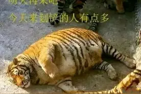 继滑铲杀虎名场面后，网友的脑洞大开的漫画图片