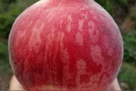 今年桃子的价格怎么了，收购价还不如一颗白菜图片
