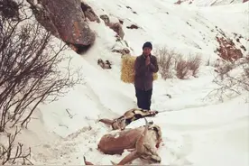 东北或现“座冬雪”，座冬雪有多可怕？东北虎和野猪会受灾吗？图片