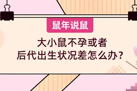 《鼠年说鼠》第五期：大小鼠不孕或者后代出生状况差怎么办？图片