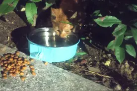 又捡一只小橘猫图片