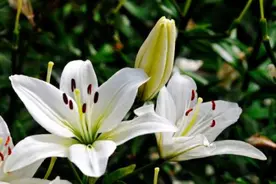 百合花的养护与栽培技术！图片