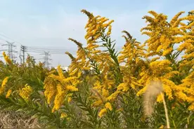 黄花一开百花谢！加拿大一枝黄花入侵河南，为何称为生态杀手？图片