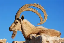 阿尔卑斯山现大角兽，1米长角对付猞猁，遇狼就跑悬崖，最怕雪崩图片