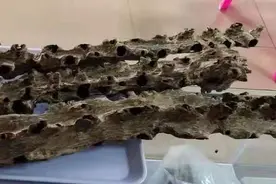 野生沉香找回多年失踪的嗅觉？图片