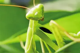 绿螳螂（小说）图片