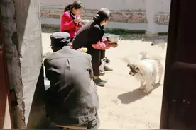 陪伴一家人十几年的狗狗，早晨悄无声息地消失了图片