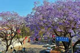 航拍 | 蓝花楹盛放时，西昌这条路全城最美图片