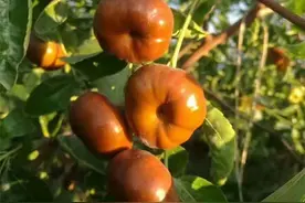 品种红枣树苗哪里有？多少钱一颗？红枣品种介绍及口感如何图片