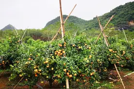 新土地管理法实施条例施行，那些种在农田上的桉树、果树怎么办？图片