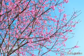 海棠春睡，樱花如雪，两种花卉如何辨识区别？图片