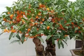 8月养桂花，做好3点，花芽冒不停，香飘十里图片