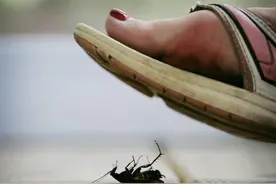 踩死的蟑螂不收拾为什么第二天没了？图片