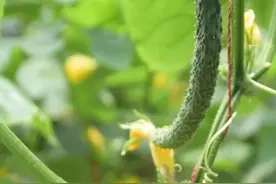 种植瓜果蔬菜，饼肥打碎后，能直接使用吗？农户快来看看吧图片