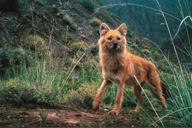 罕见！四大猛兽之首​豺​出没云南！普洱首次拍到视频，它有多凶猛？图片
