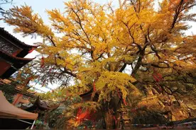 山东一个低调的景区，有千年历史门票仅售20元，却还是没多少游客图片