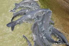 夏季黑坑垂钓大青鱼该从何下手？这些技巧一定要牢牢掌握！图片