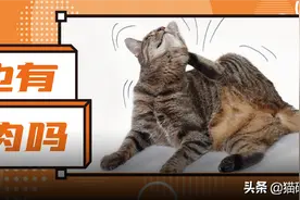 猫咪有痒痒肉吗？怎样摸猫TA最爽？图片