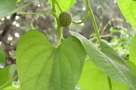 这种挂在树上的“土疙瘩”，曾遭农家人嫌弃它，如今都大面积栽培图片