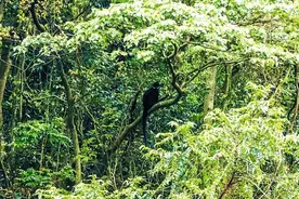 广西大明山保护区再现野生黑叶猴踪迹图片