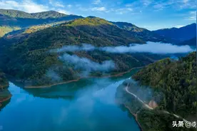冰岛古树茶（冰岛五寨）介绍图片
