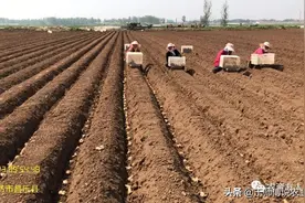 大姜种植怪圈，土地恶性循环何时休？图片
