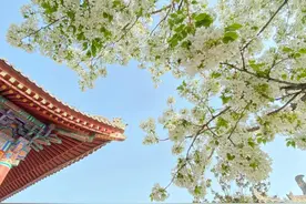 433.45万！燕归柳荡清明时，春游西安人气爆棚图片