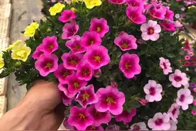 1种以“百万”为名的“花”，花量爆多，见花不见叶，一开200天图片